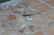 Un gecko, petite bête qui se promène partout et qu